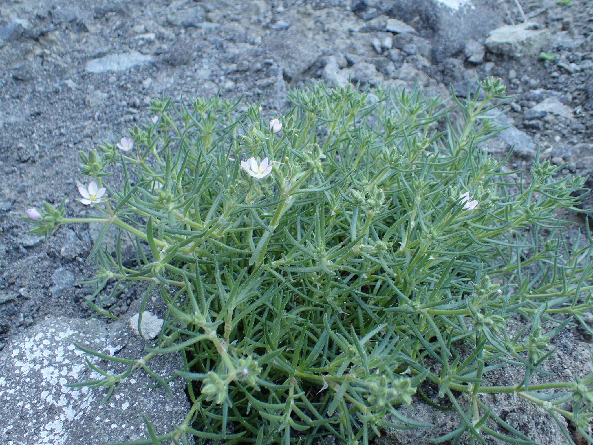 Image of sticky sandspurry