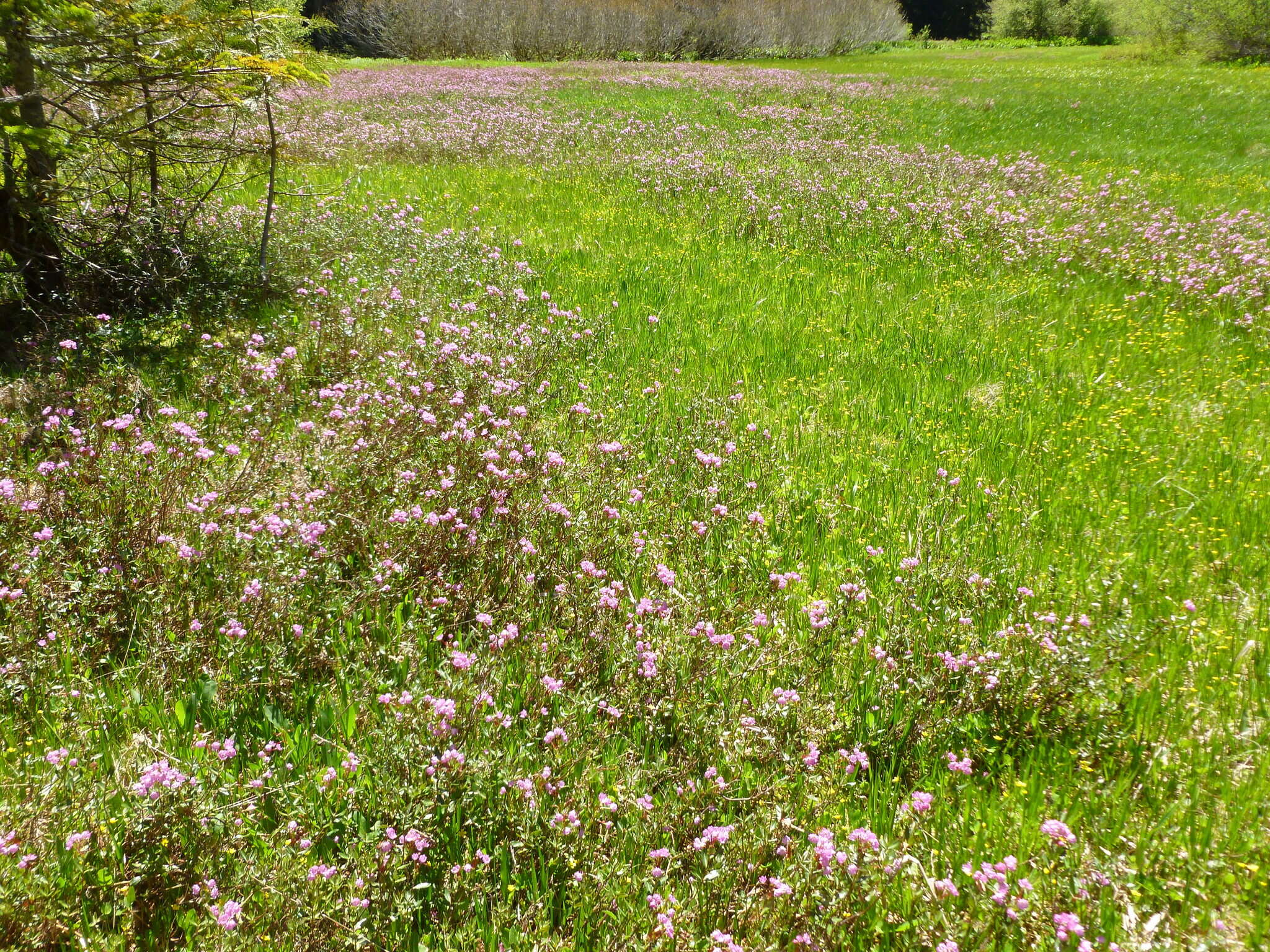 Image of Kalmia microphylla (Hook.) A. Heller