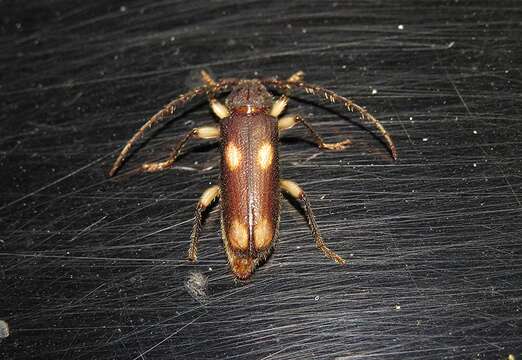 Image of Ash and Privet Borer