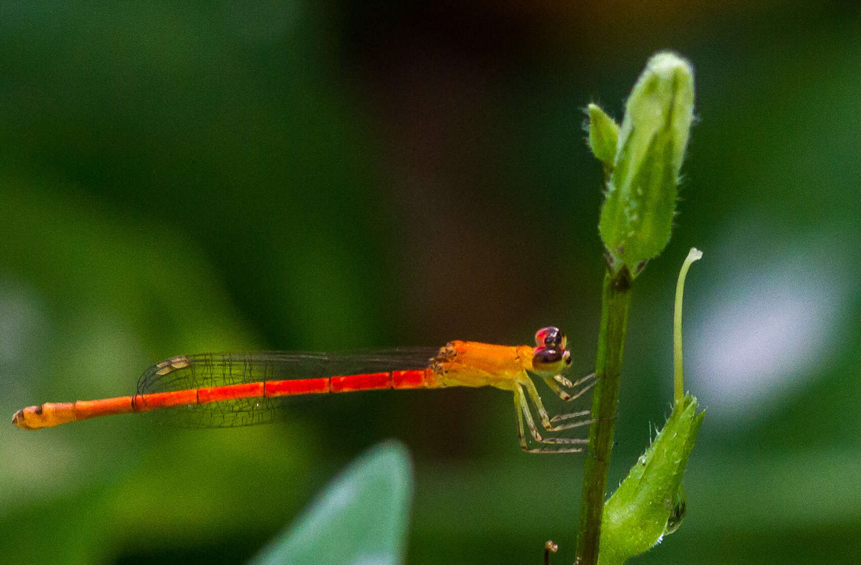 Imagem de Agriocnemis minima Selys 1877