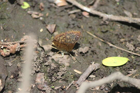 Image of Checkered Scallopwing