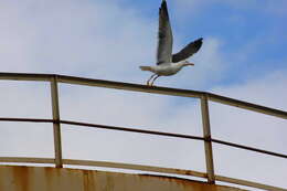 Image of Lesser Black-backed Gull