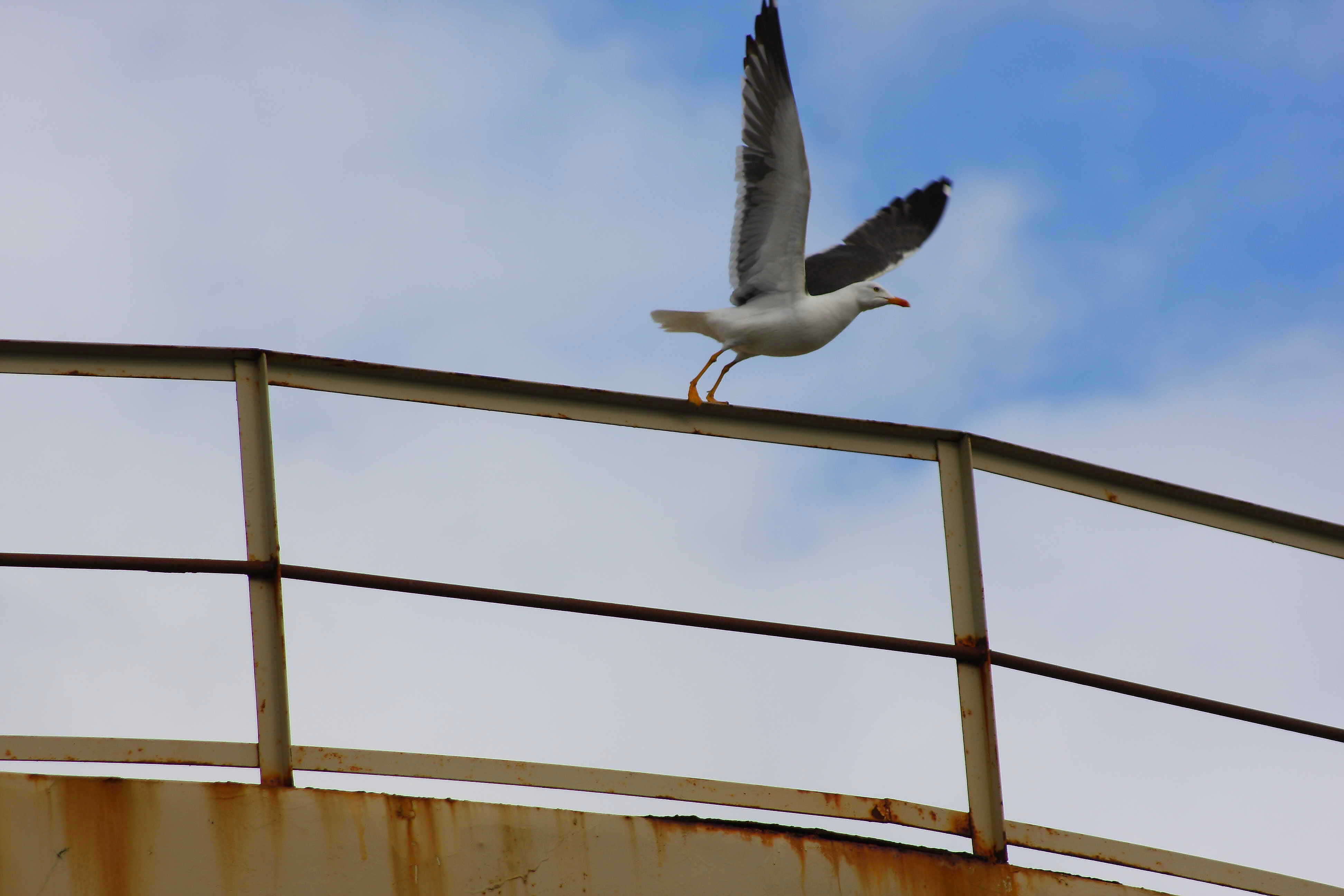 Image of Lesser Black-backed Gull