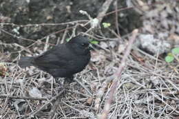 Image of Small Ground Finch