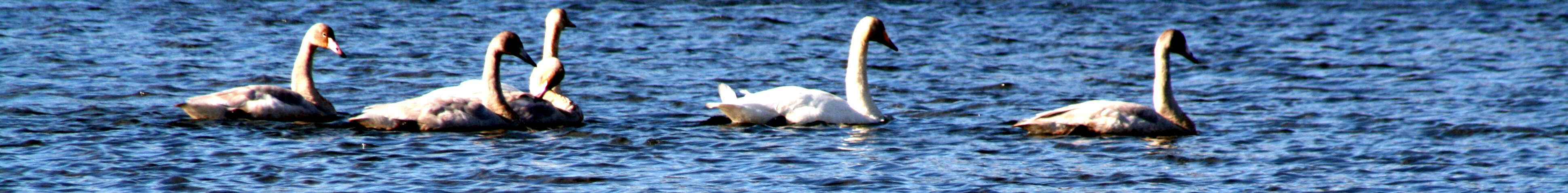 Image de Cygne chanteur