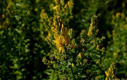 Imagem de Genista tinctoria L.