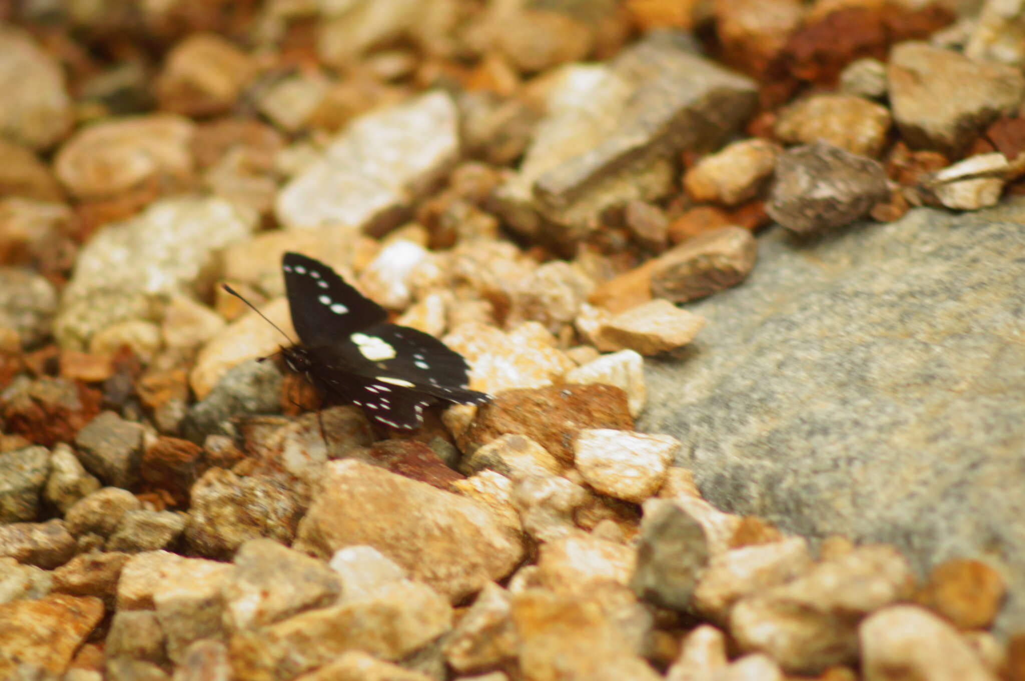 Image de Chlosyne gaudialis wellingi Miller & Rotger 1979