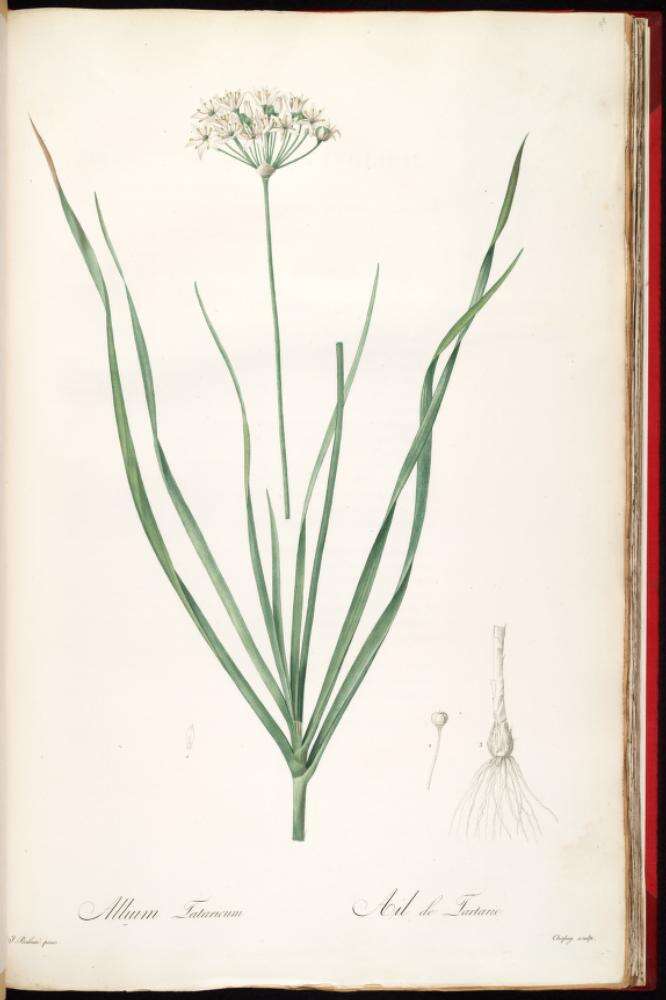 Image of Allium ramosun