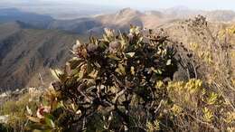 Image of Protea lorifolia (Salisb. ex Knight) Fourc.