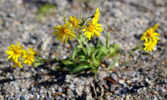 Image of narrowleaf arnica