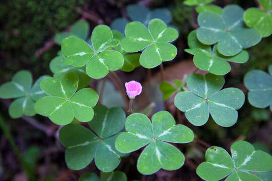 Image of redwood-sorrel