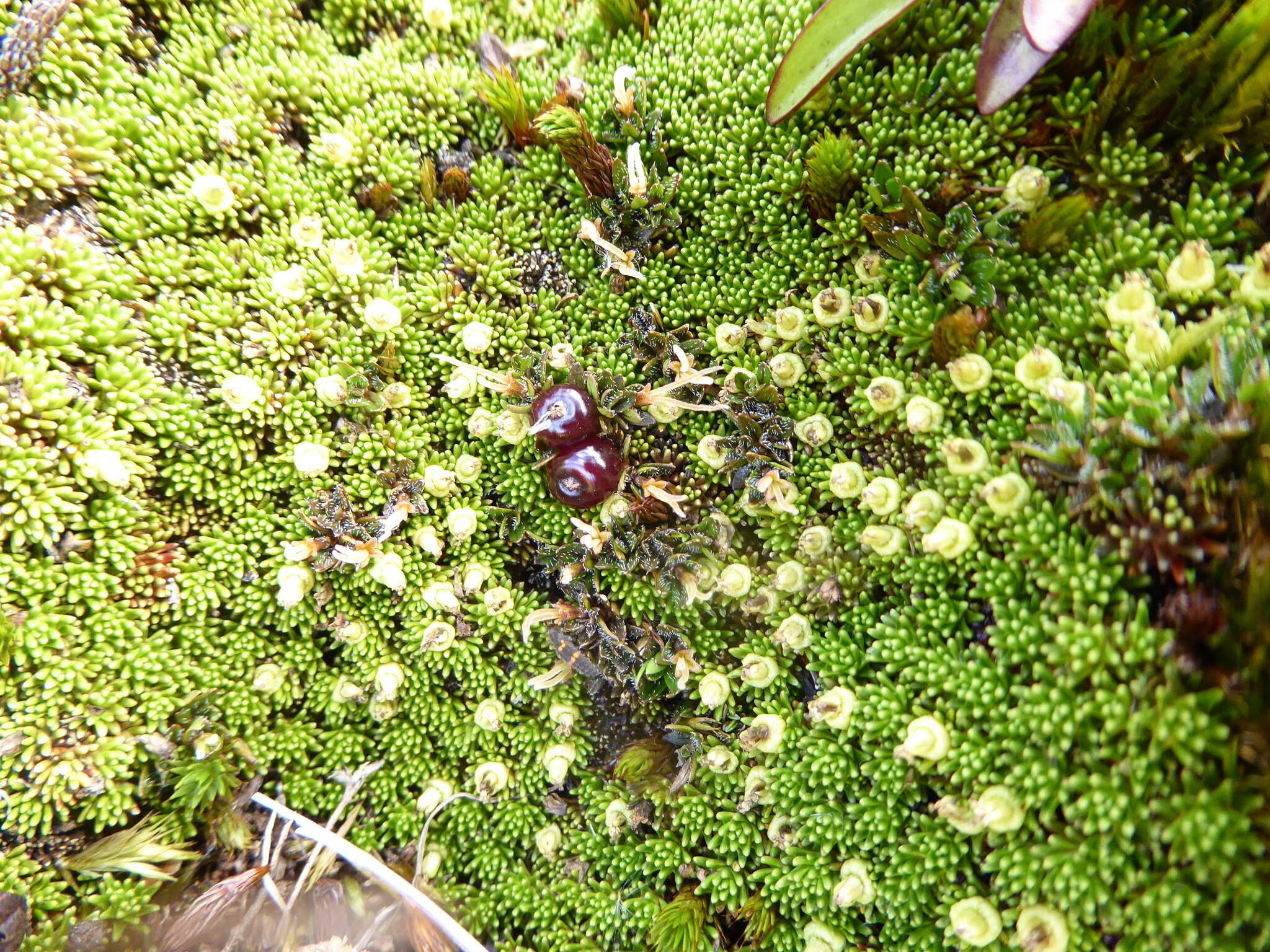 Image of Coprosma atropurpurea (Cockayne & Allan) L. B. Moore