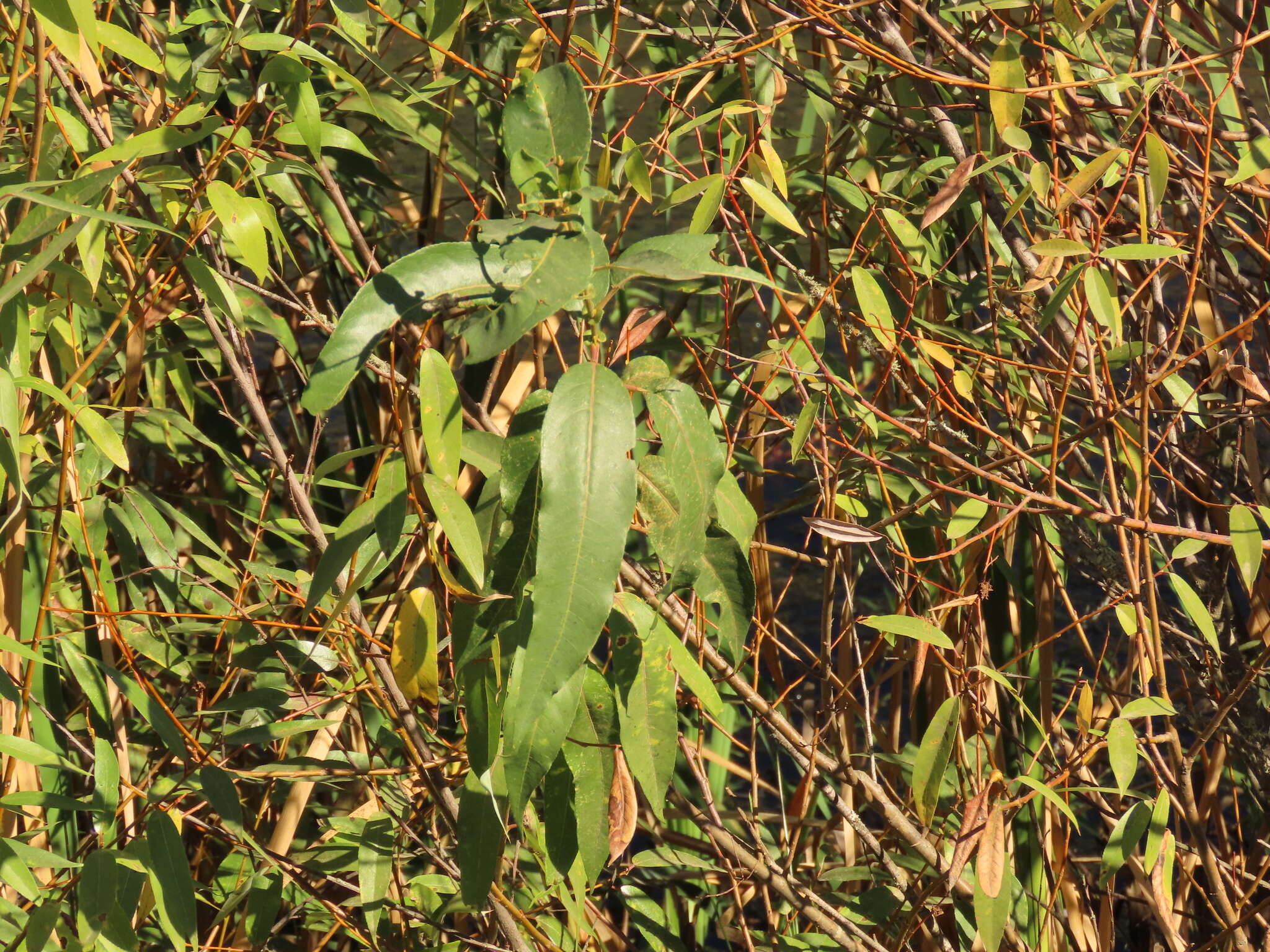 Image of Salix lasiandra var. lasiandra