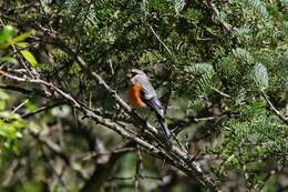 Image of Grey-headed Bullfinch