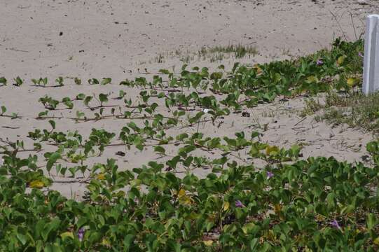 Image of Brazilian bayhops