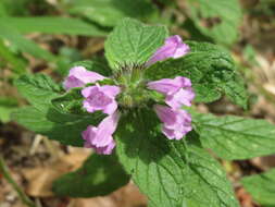 Image of wild basil