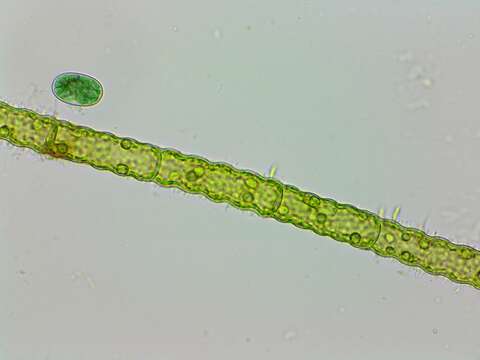 Oedogonium undulatum resmi