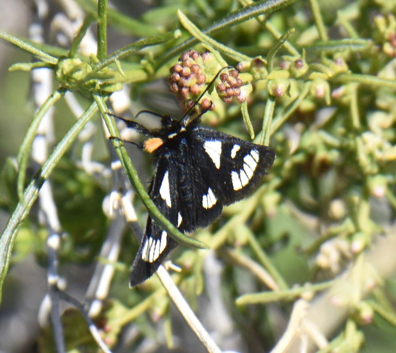 Alypia ridingsii Grote 1864的圖片