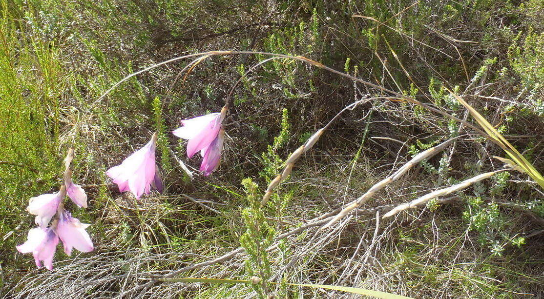 Image of Dierama pendulum (L. fil.) Baker