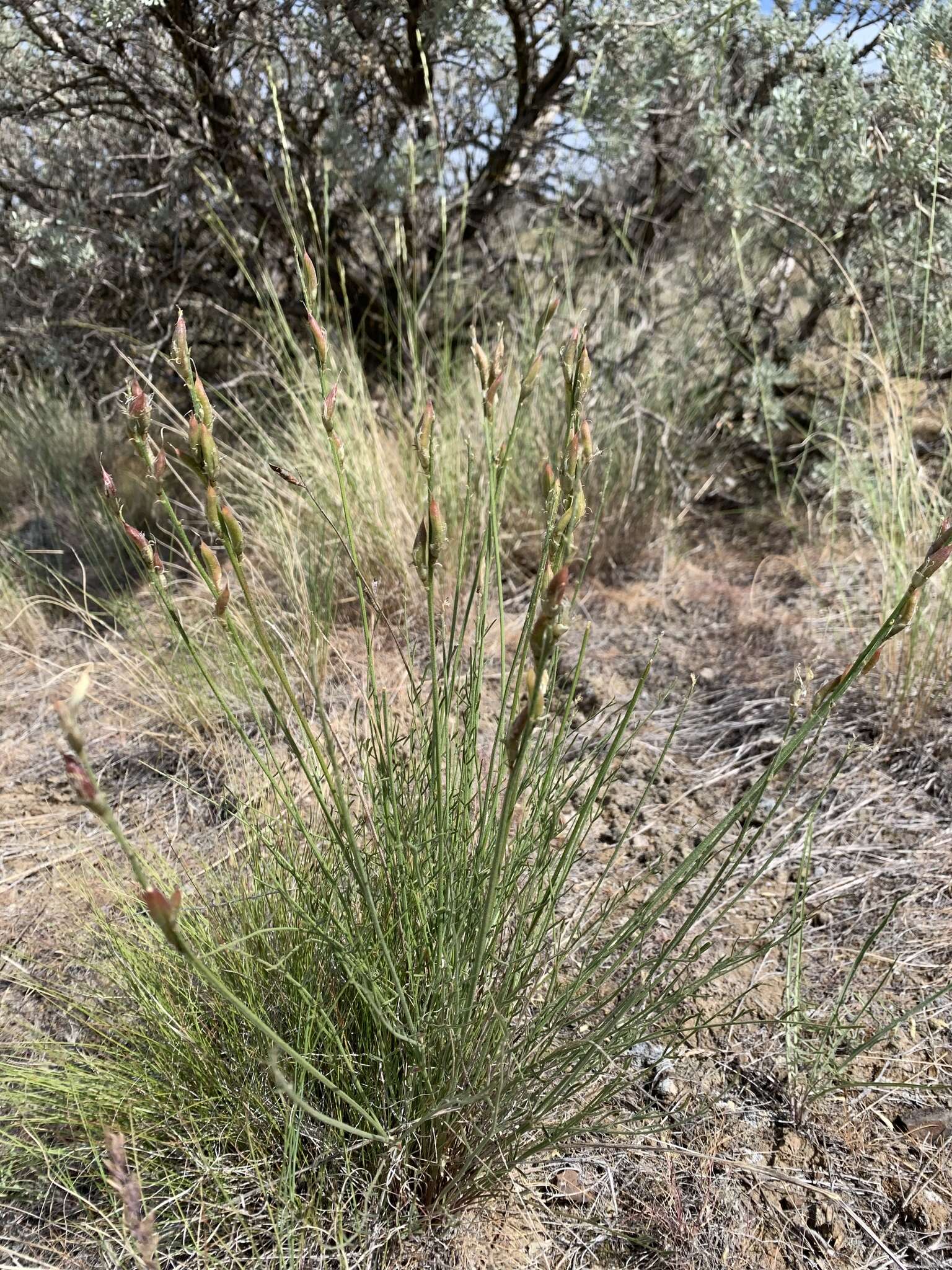 صورة Astragalus conjunctus var. rickardii S. L. Welsh, F. Caplow & K. Beck