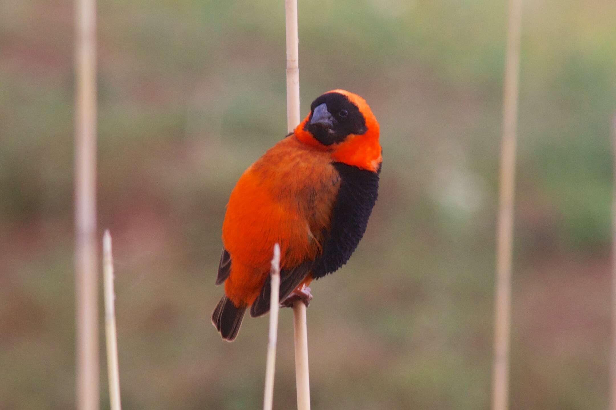 Image of Red Bishop