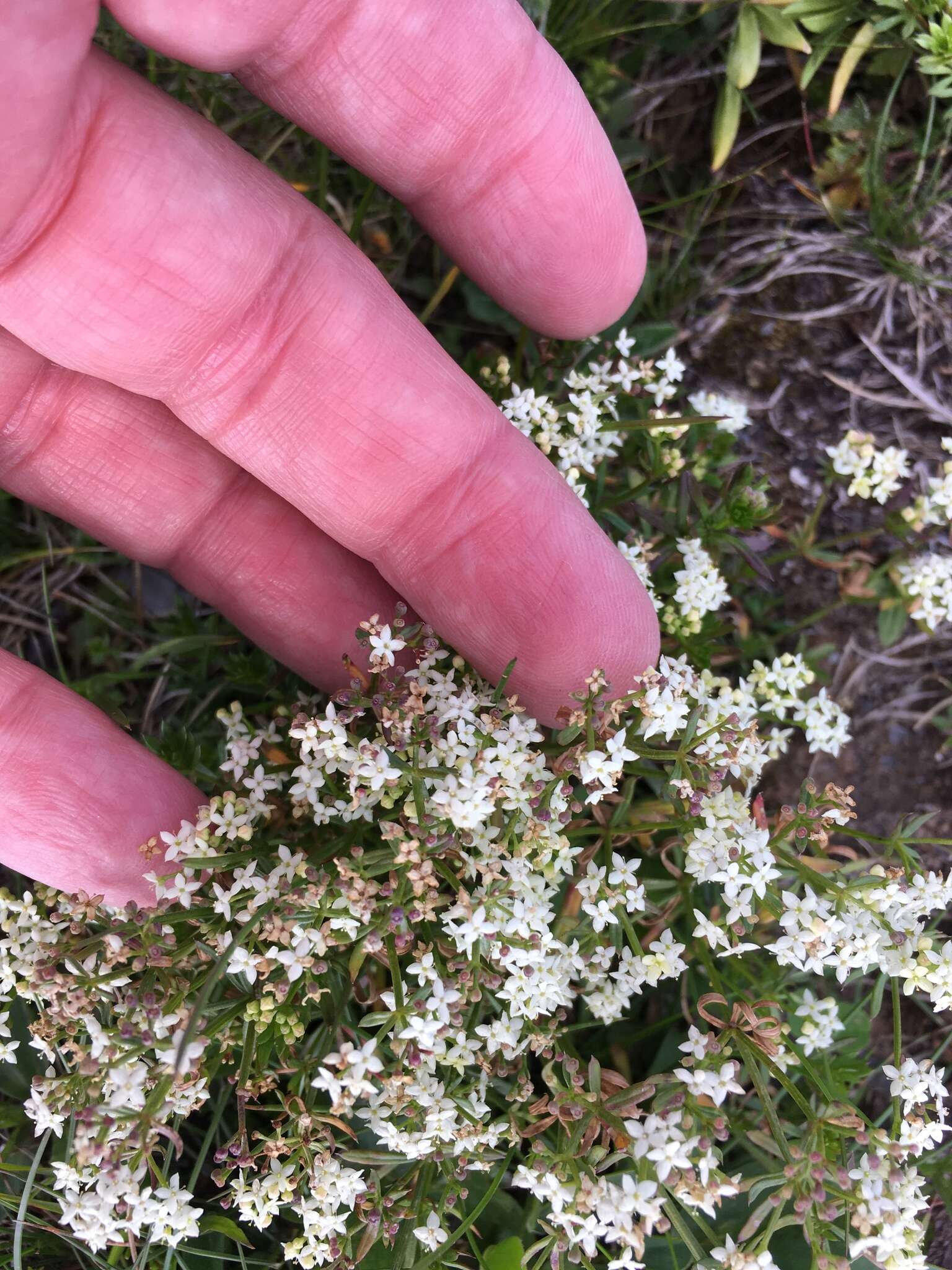 Image of Galium anisophyllon Vill.