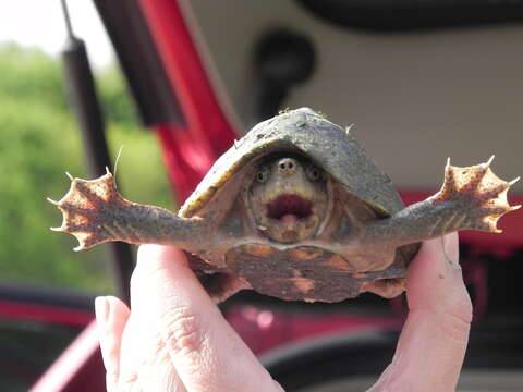 Image of Keeled Musk Turtle