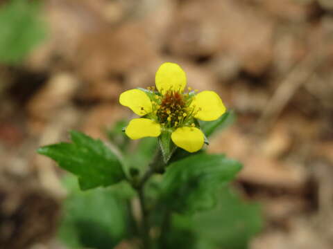 Image of Wood Avens