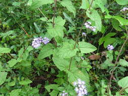 Image of blue mistflower