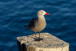 Image of Heermann's Gull