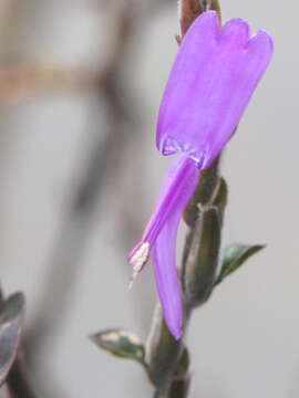 Image of polkadot-plant