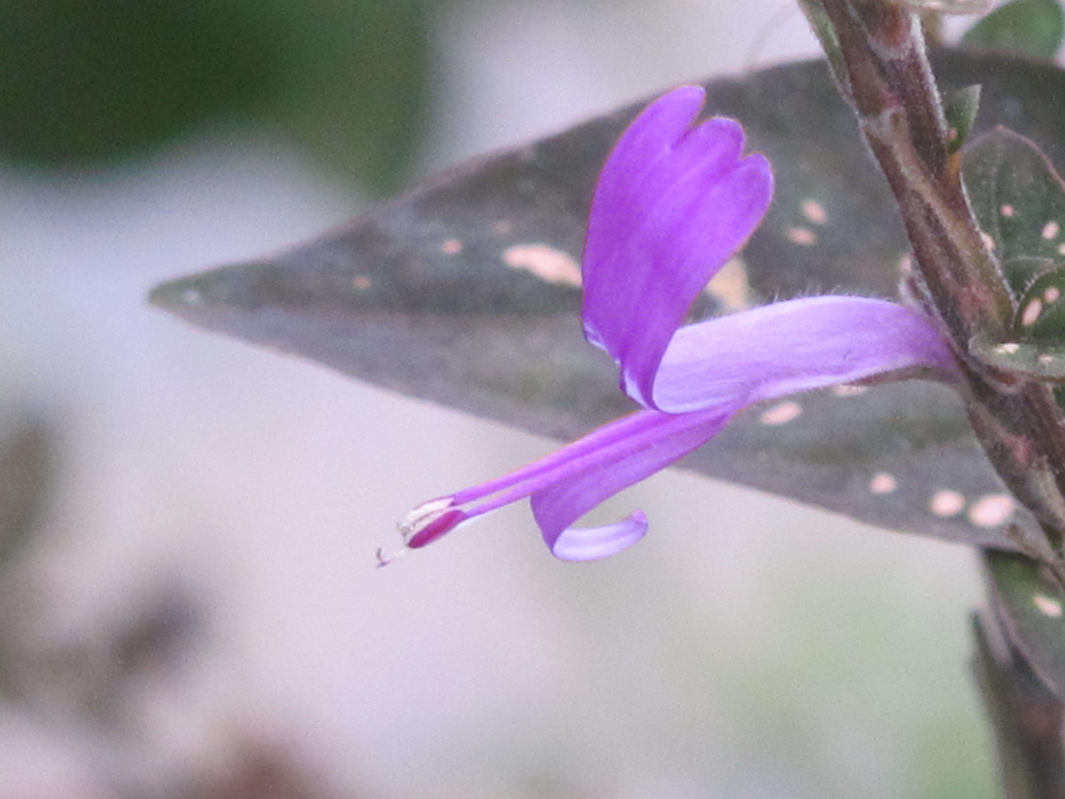 Hypoestes phyllostachya Baker resmi