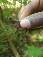 Image of Hispaniolan hopping anole