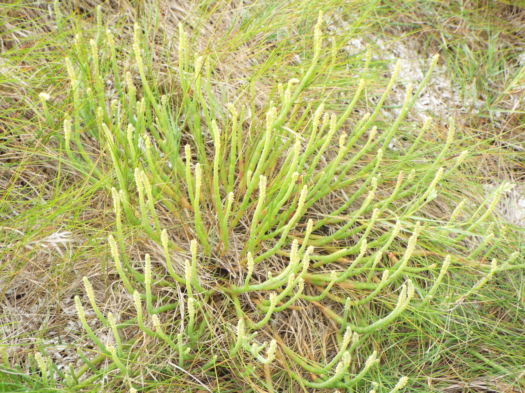 Image of Perennial Glasswort