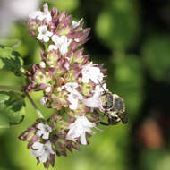 Image of Cuckoo-leaf-cutter Bees