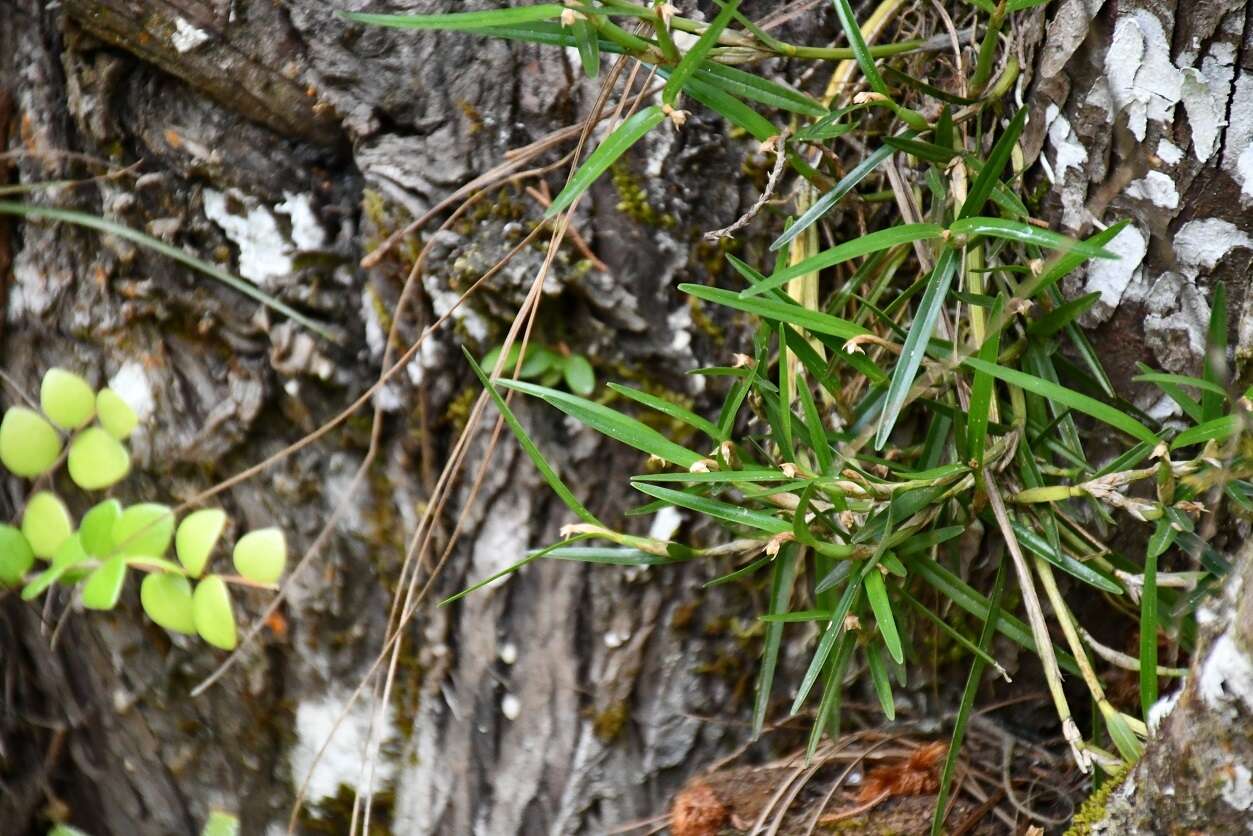 Слика од Scaphyglottis fasciculata Hook.