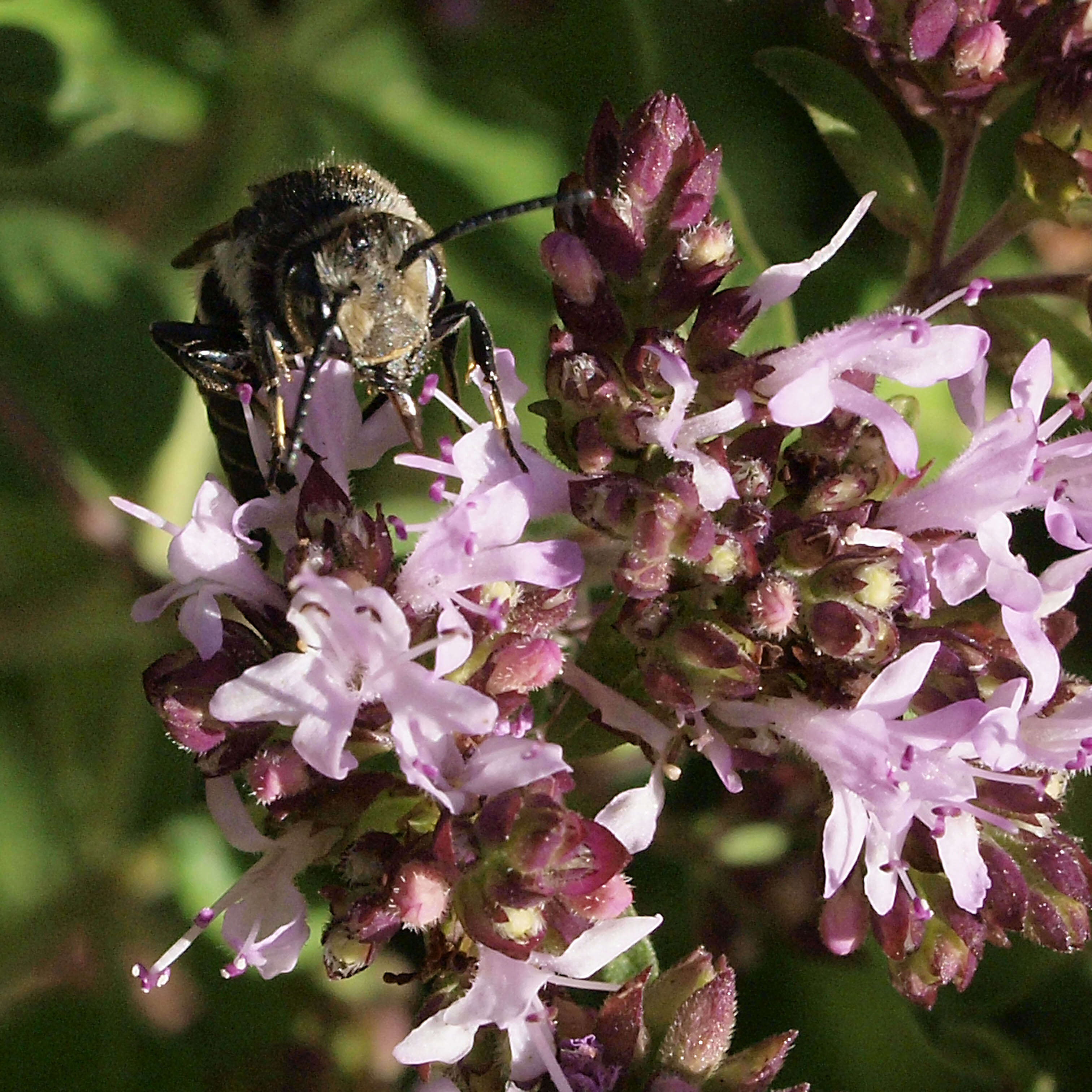 Image of Cuckoo-leaf-cutter Bees