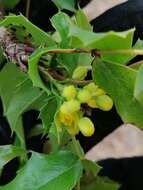 Image of Berberis moranensis Schult. & Schult. fil.