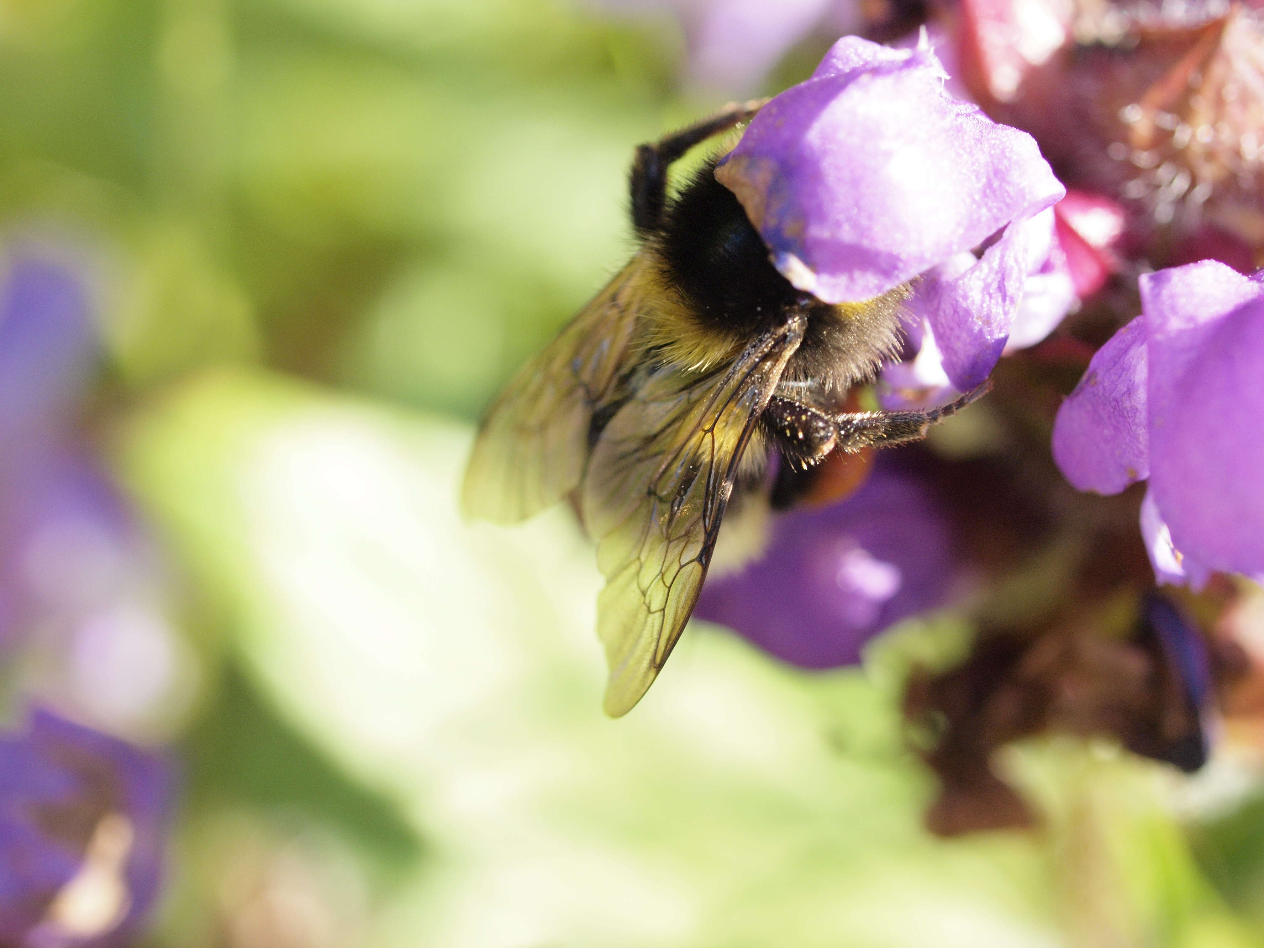 Image of Small garden bumblebee