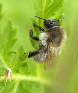 Image of Common carder bumblebee