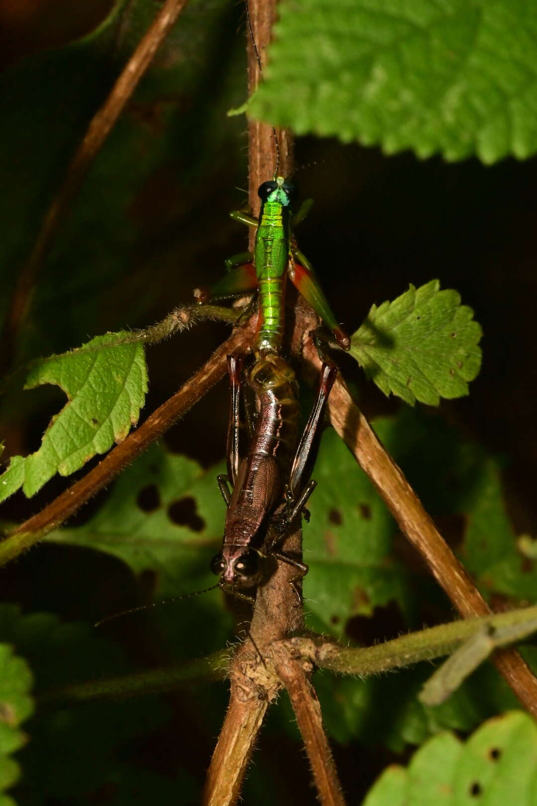 Ampelophilus olivaceus (Giglio-Tos 1897)的圖片