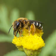 Image of Orange-legged furrow bee