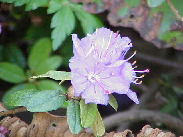 Image de Rhododendron impeditum I. B. Balf. & W. W. Smith