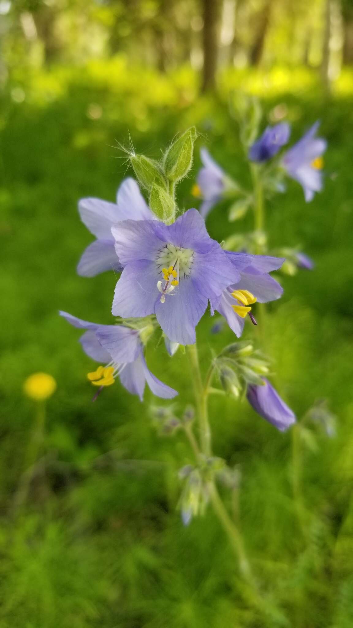 Image of tall Jacob's-ladder