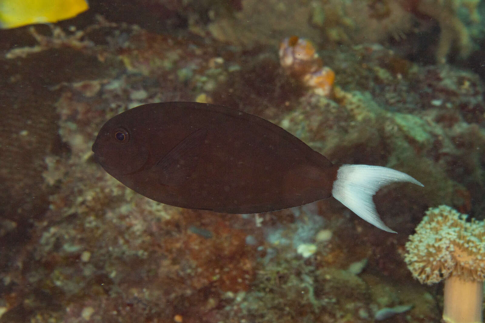 Image of Chocolate Surgeonfish