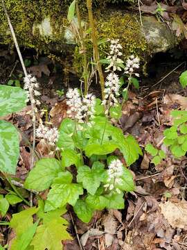 Image of heartleaf foamflower