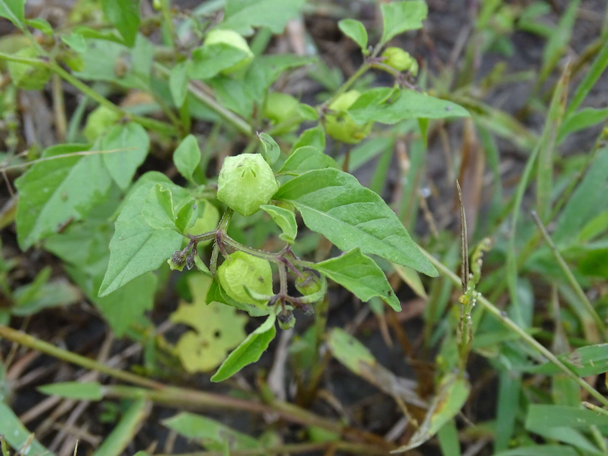 Plancia ëd Physalis solanacea (Schltdl.) B. Axelius