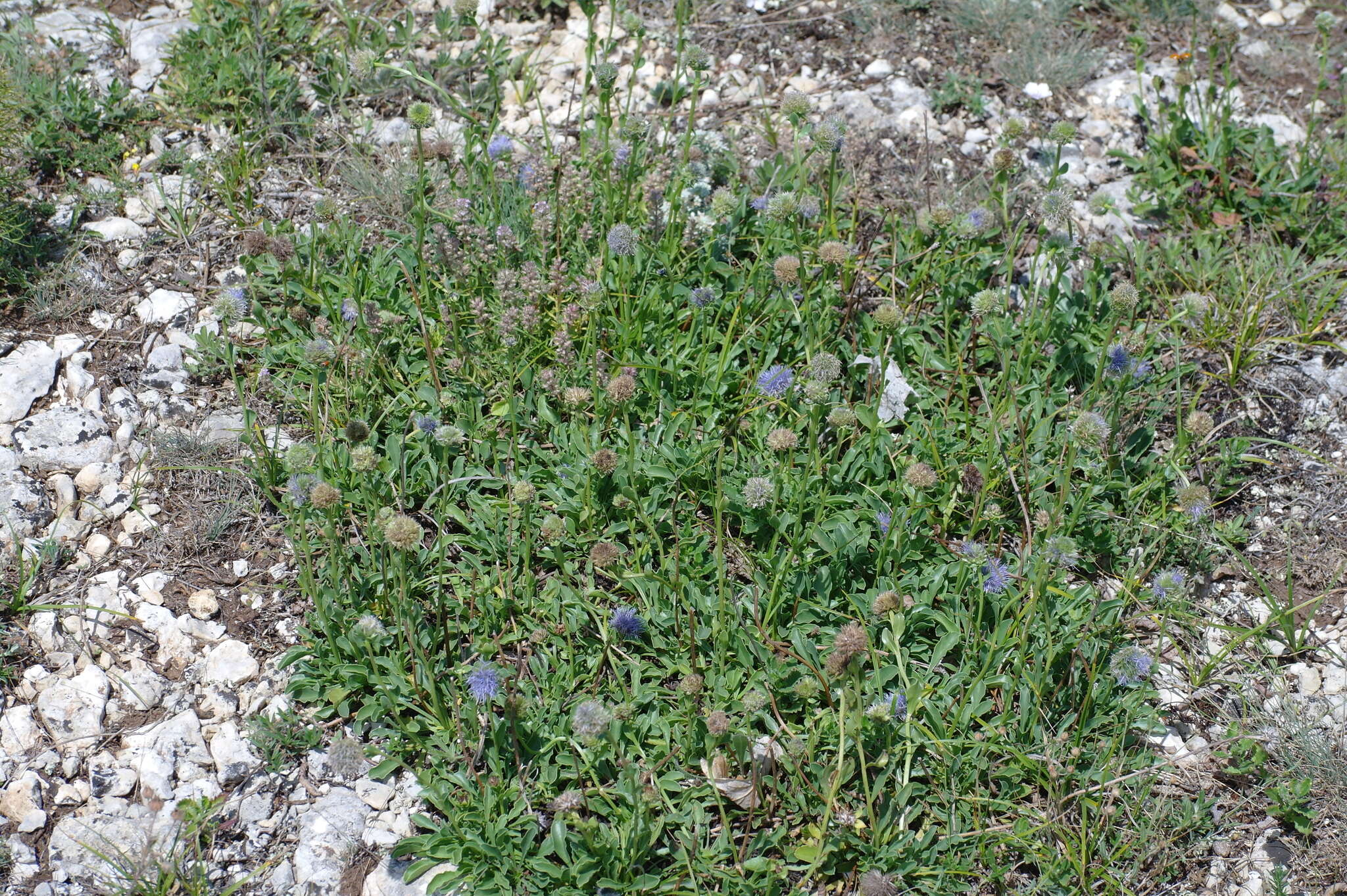 Image of Globularia trichosantha Fischer & C. A. Meyer