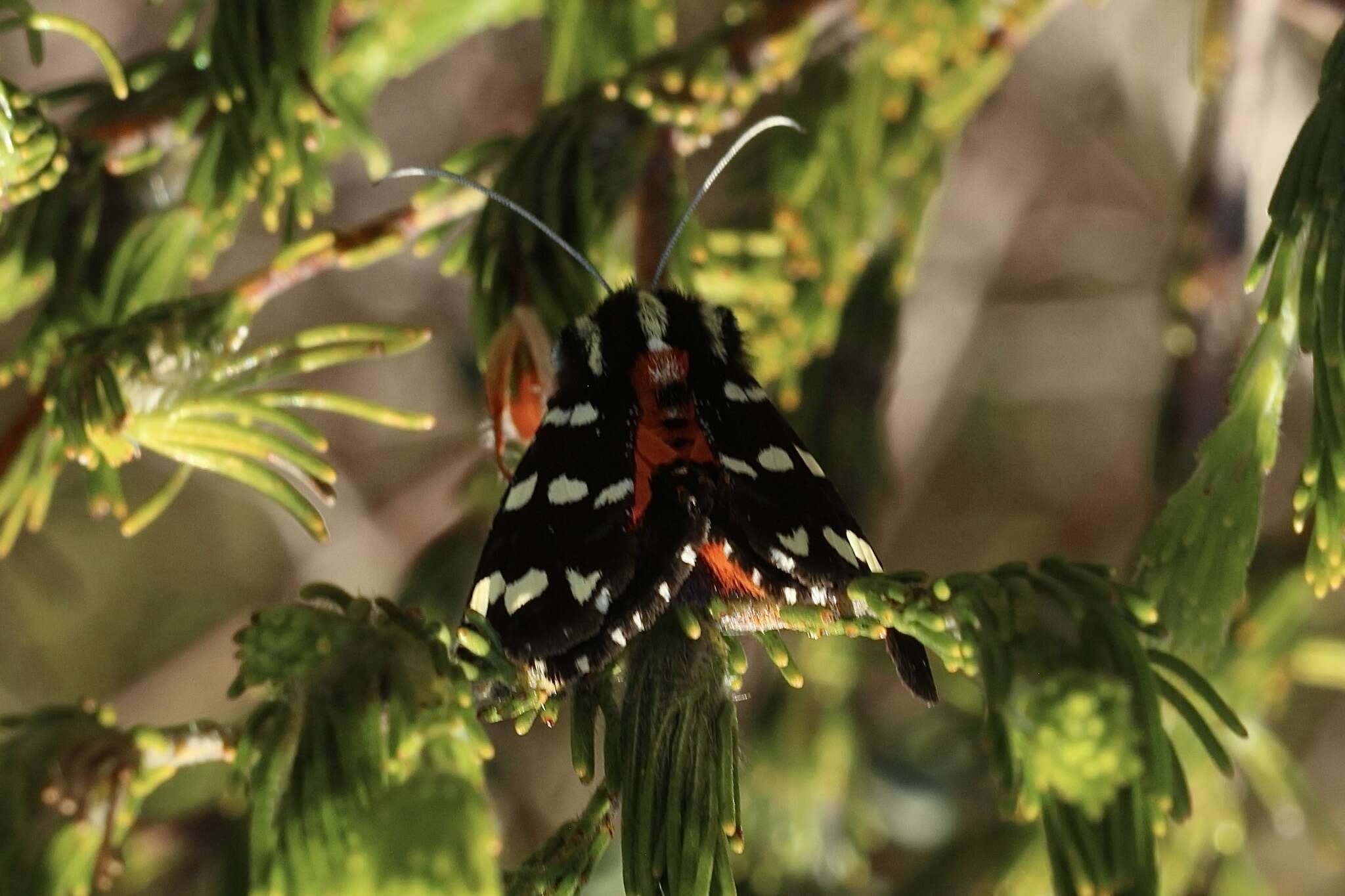 Imagem de Hecatesia thyridion Feisthamel 1839