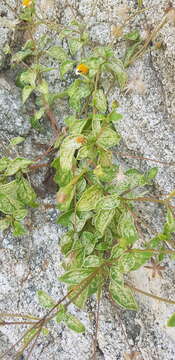 Image of Tridax platyphylla Robinson